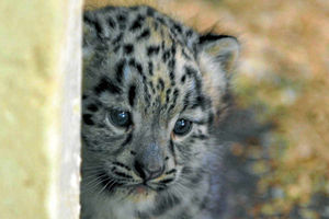 Supporting image for story: You can't beat that first look at a little fluff ball snow leopard