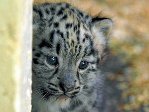 Supporting image for story: You can't beat that first look at a little fluff ball snow leopard