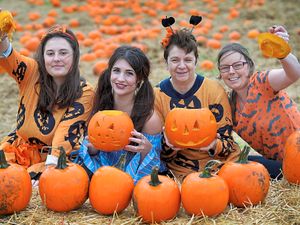 Supporting image for story: Pumpkins galore at Telford farm - with video