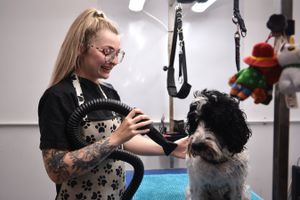Dog Stylist Becky Lloyd with Max at Groom For Improvement dog groomers in Shrewsbury on Tuesday, June 17, 2025.