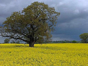 Supporting image for story: Star reader Robert captures mellow yellow in the Shropshire countryside