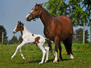 Supporting image for story: IN PICTURES: Right time for a little horsing around as foal takes first steps