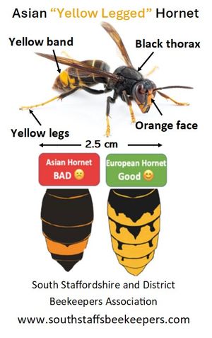 The black and orange body of the non-native yellow-legged Asian Hornet, pictured left, differs from our native European Hornet, pictured right. 