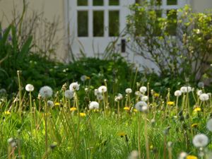 Supporting image for story: Gardeners urged to stop thinking of wildflowers as weeds as no mow May kicks off