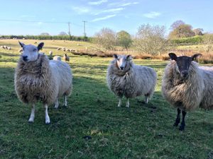 Supporting image for story: 'Lead On' campaign aimed at dog owners over sheep worrying incidents