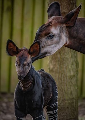 A rare okapi has been born at Chester Zoo