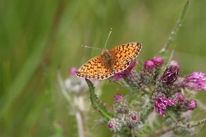 Small pearl bordered fritillary. Copyright: Stephen Lewis