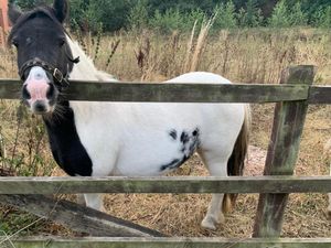 Supporting image for story: Telford cops called out to deal with 'ponies on the loose' 