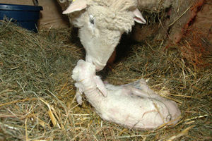 Supporting image for story: Small hands are needed at lambing time on farm