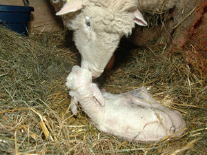 Supporting image for story: Small hands are needed at lambing time on farm