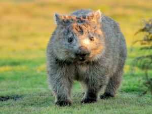 Supporting image for story: Scientists finally reveal why wombats’ faeces is cube-shaped