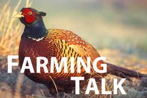 Supporting image for story: Change of diet too early can set pheasants wandering