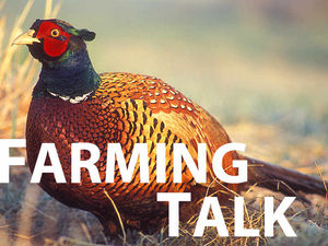 Supporting image for story: Change of diet too early can set pheasants wandering