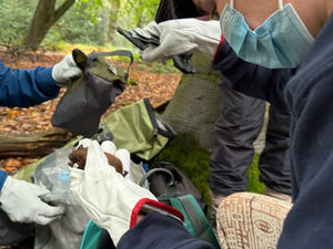 Supporting image for story: Bat conservation efforts helping our flying furry friends overcome Dracula smears