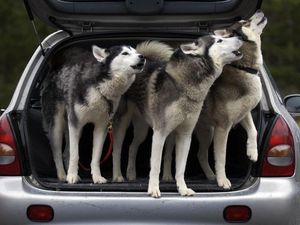 Supporting image for story: Dog and cat owners warned of laws surrounding pets in cars