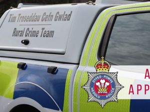 Supporting image for story: 126 sheep stolen from Powys farmland - police launch appeal