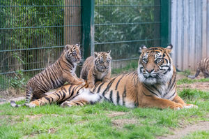 The cubs enjoying being outside with mum, Dourga. Photo: Matthew Lissimore