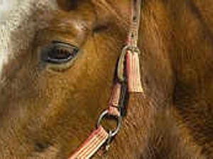 Supporting image for story: Horsewatch launched to rein in thieves