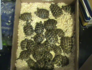 73 Hermann’s tortoises were found by police at Senorita Sparkles on Station Road in Newport, in a back-office area. Photo: RSPCA