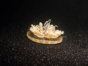 Supporting image for story: Snoozing jellyfish have proved you don’t need a brain to sleep