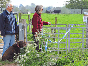 Supporting image for story: Thirteen cows put down in Shropshire after lead poisoning