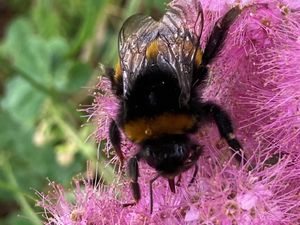 Supporting image for story: Oswestry mayor calls for an end to using damaging weedkillers 