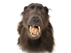 Supporting image for story: Widow finds lion, baboon and zebra in husband's hidden taxidermy collection