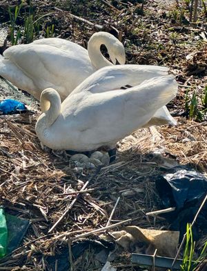 Hope Amidst the Waste: Swan Pair Nest by Pleck Canal Despite recent Pollution Crisis