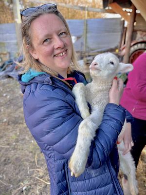 Lambs at Frankley Farm Tours