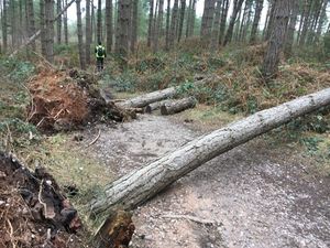 Supporting image for story: Fallen trees close Cannock Chase bike trails amid Storm Dennis warnings