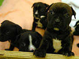 Supporting image for story: Staffies being dumped