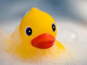 Supporting image for story: Your bath-time rubber duck may be a hotbed of disease-causing bacteria