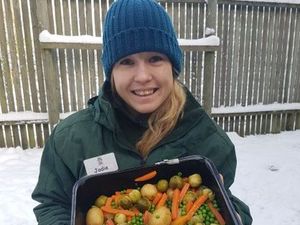 Supporting image for story: Chimps enjoy a festive feast at Dudley Zoo