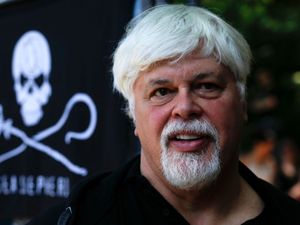 Supporting image for story: Anti-whaling campaigner Paul Watson arrested in Greenland