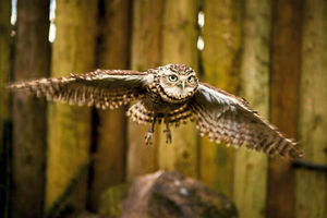 Supporting image for story: Telford Exotic Zoo welcomes new arrival that needs a name