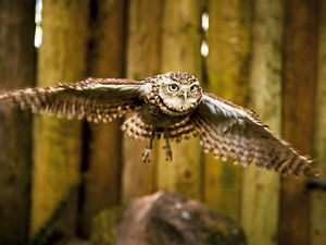 Supporting image for story: Telford Exotic Zoo welcomes new arrival that needs a name