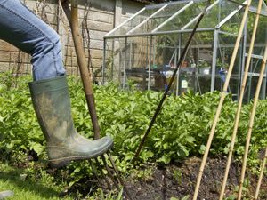 Supporting image for story: LETTER: Garden project springs to life