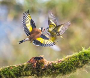 Two birds can be seen getting into a flap after an angry blackcap karate kicked a greenfinch in the beak