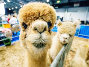 Supporting image for story: Decision to be made over plans for alpaca farm