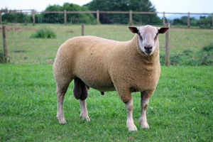 The record breaking ram lamb, Knockin Shockin