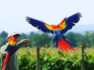 Supporting image for story: Appeal to find escaped parrots caught up in heatwave gust 