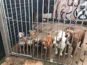 Supporting image for story: West Midlands revealed as top hotspot in England for dogs being left mutilated after having their ears illegally cropped