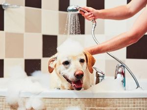 Supporting image for story: 11 shower thoughts that will make you stop and think