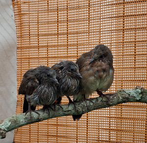 Three young blue-eyed ground dove chicks. Picture: Chester Zoo
