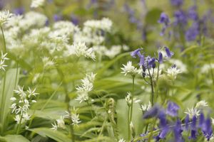 Bluebells and wild garlic, some of the beautiful spring flowers that can be spotted on these walks!