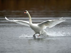 Supporting image for story: Police investigation launched after swan believed to have been strangled
