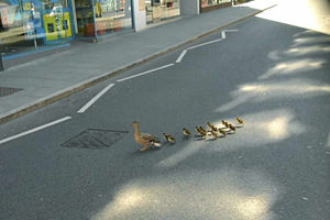 The mother leads the ducklings across the road in the town centre