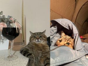 Supporting image for story: TikTok cat escapes Ukraine war and raises more than £7,000 for charity