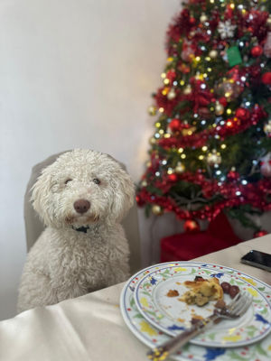 Dogs are opportunists when it comes to food.