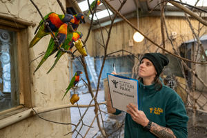 The flock of lively lorikeets is one of the largest and hardest groups to count, with 18 chicks being born last year, bringing the numbers to 72.